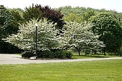 Hawthorn Tree 